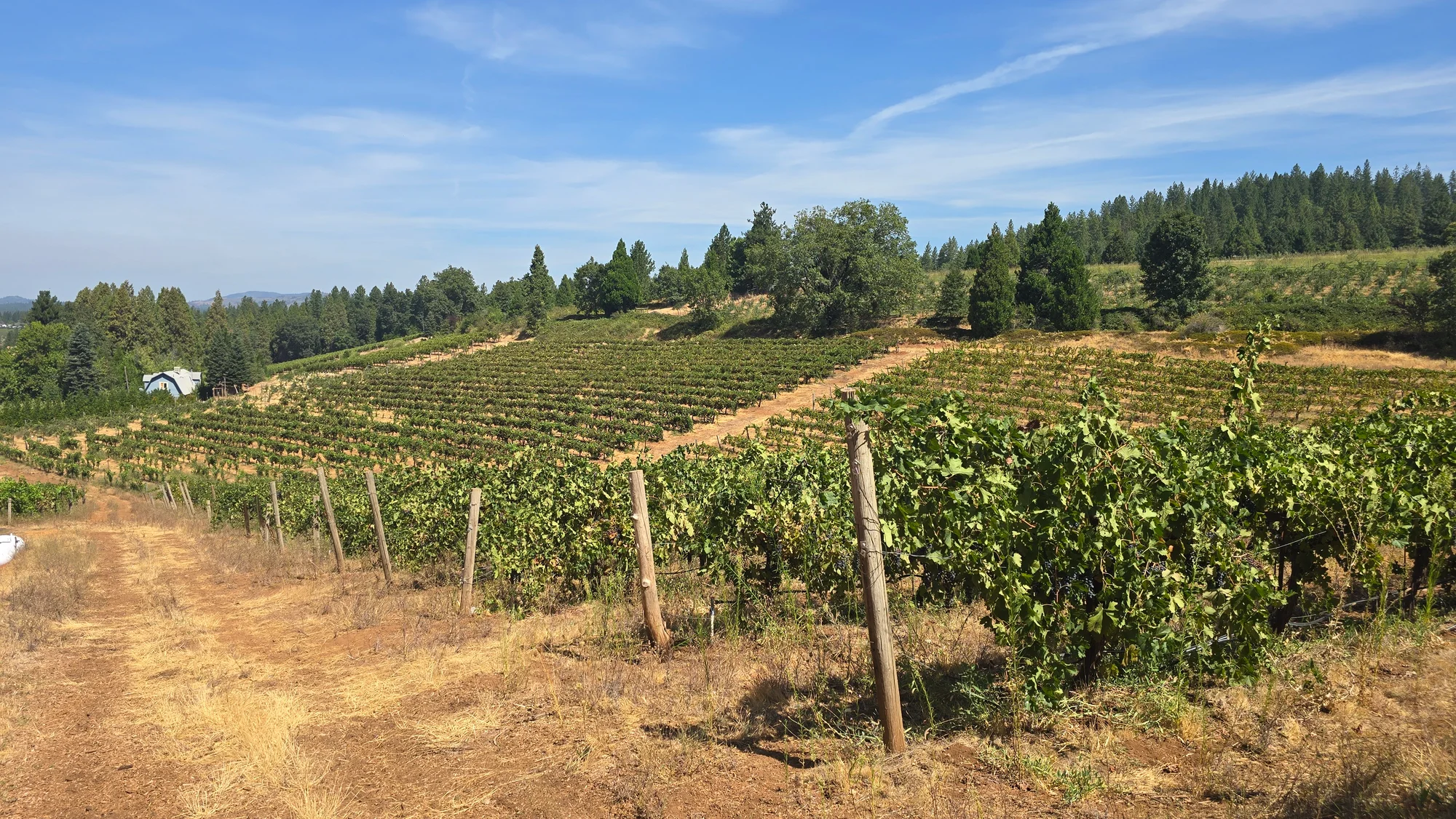 Sunlit rows of estate vines heavy with fruit at Biama Vineyard, Morton Family Cellars in Apple Hill, Camino